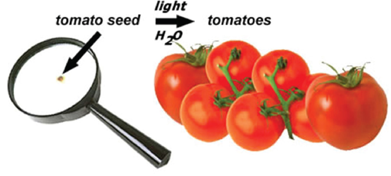 Tomatoes - from Seed to Fruit