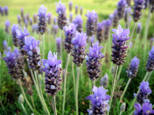 lavender in the field