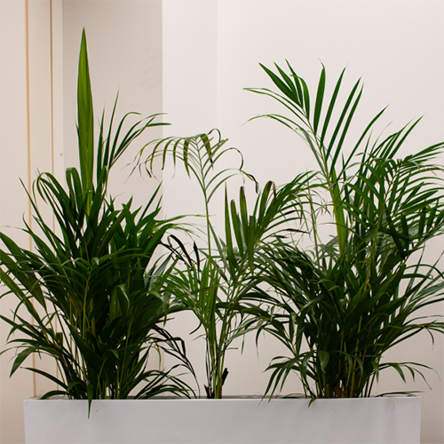 plants on ledge