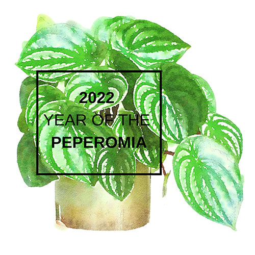 2022 year of the peperomia