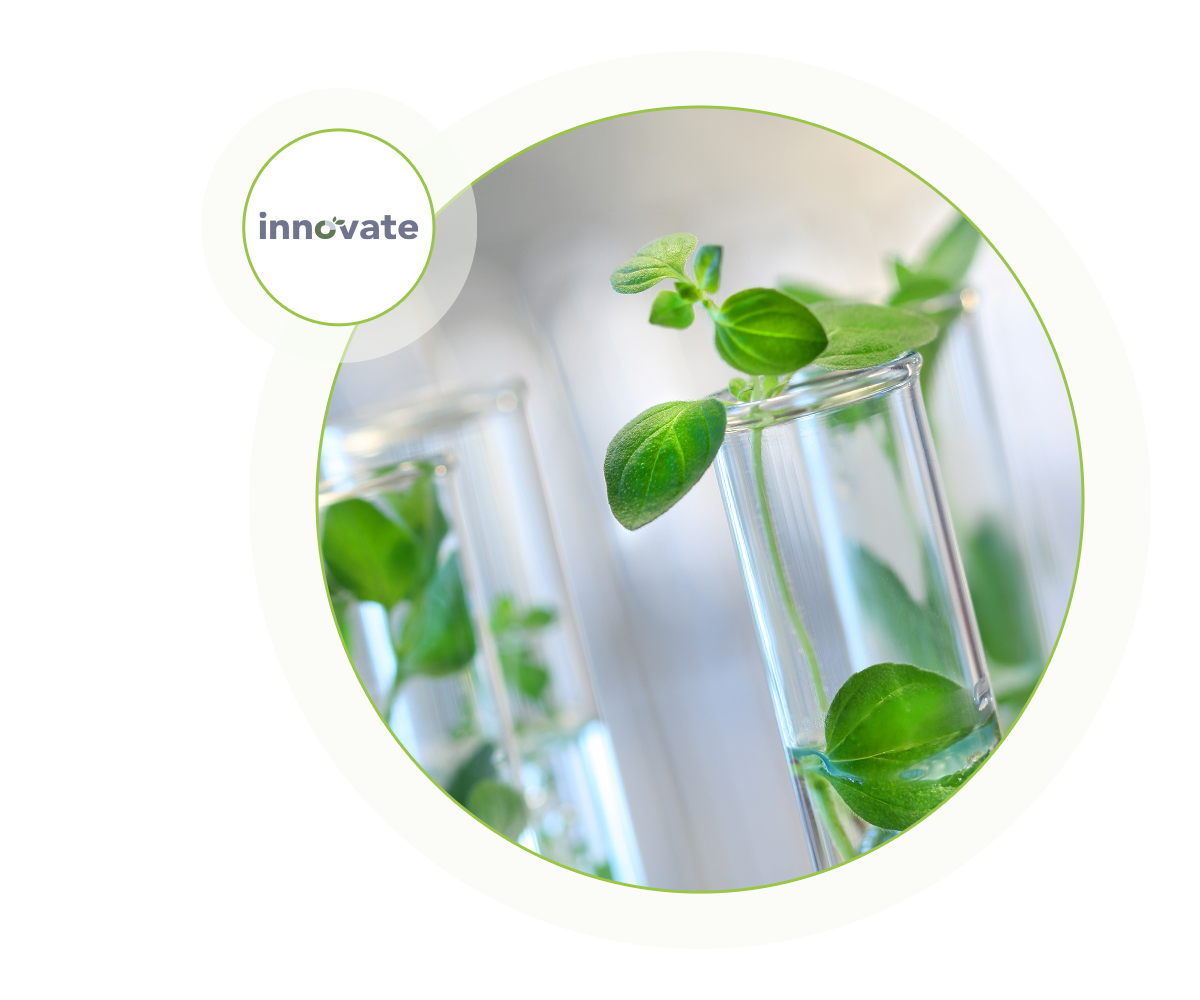 Innovate logo and plants in test tubes