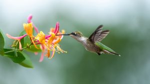 hummingbird drinking from yellow flowers