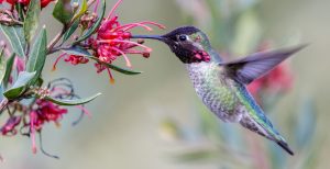 hummingbird drinking from pink flowers